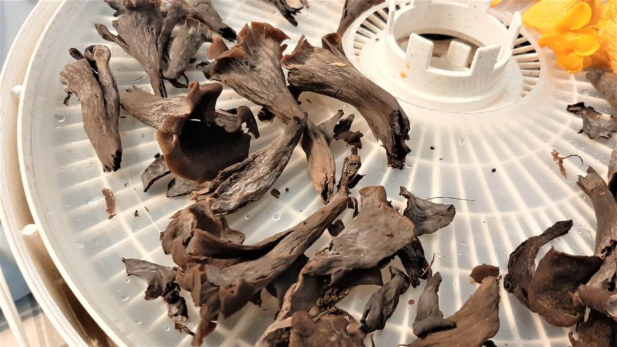 Black trumpet mushrooms on a dehydrator tray.