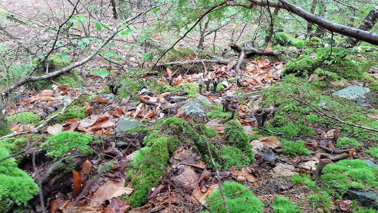 Black trumpet mushrooms growing in a rocky, moss covered location.