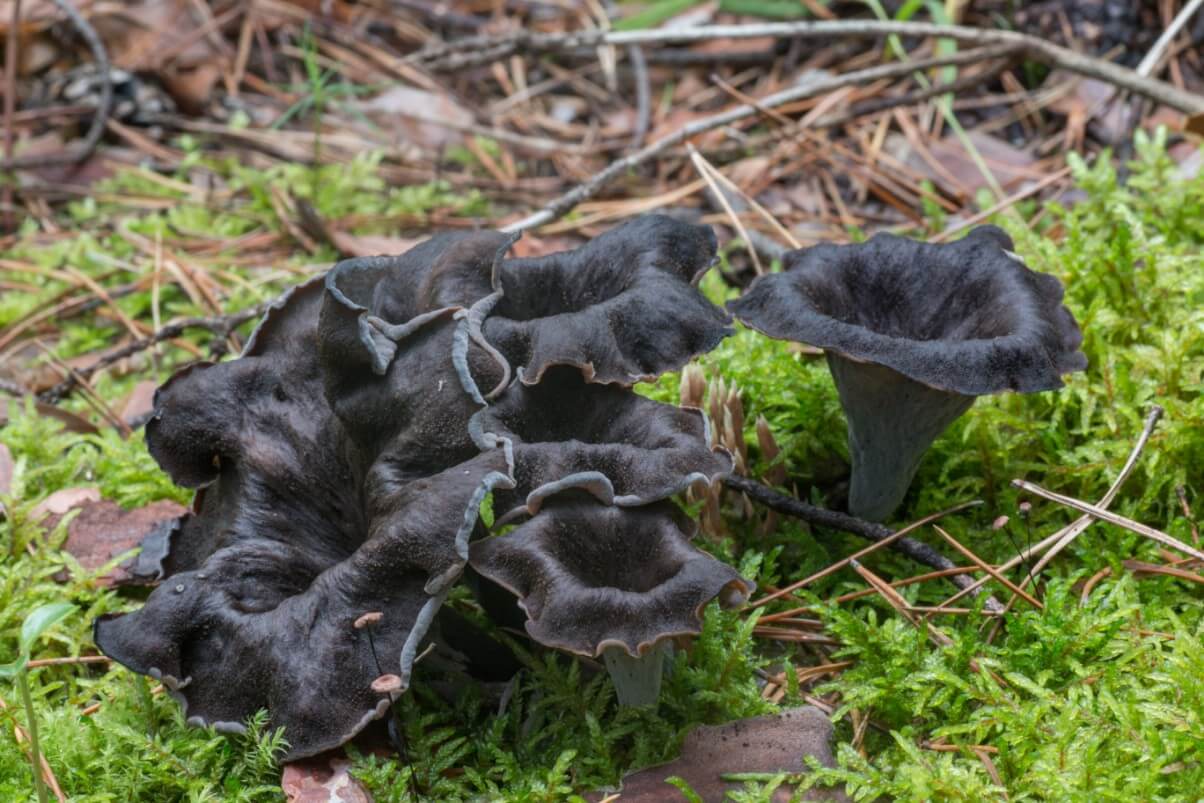 A small grouping of large black trumpets growing in moss.