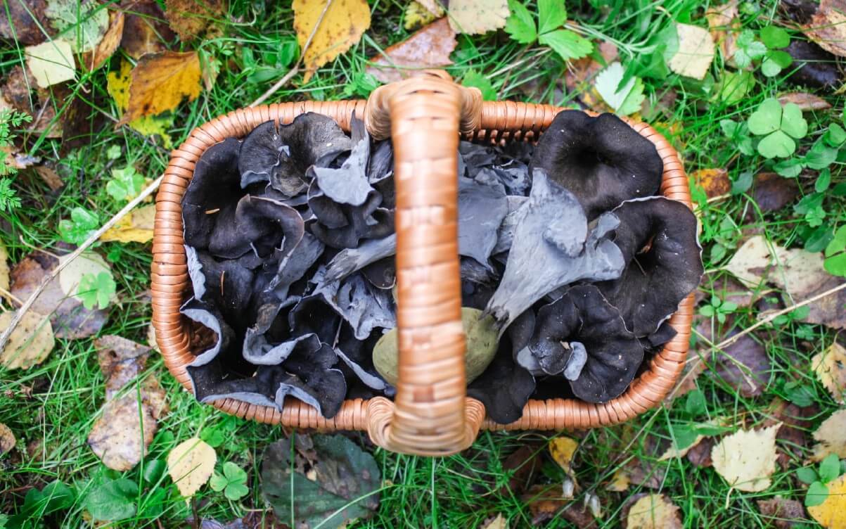 A basket filled with black trumpet mushrooms.