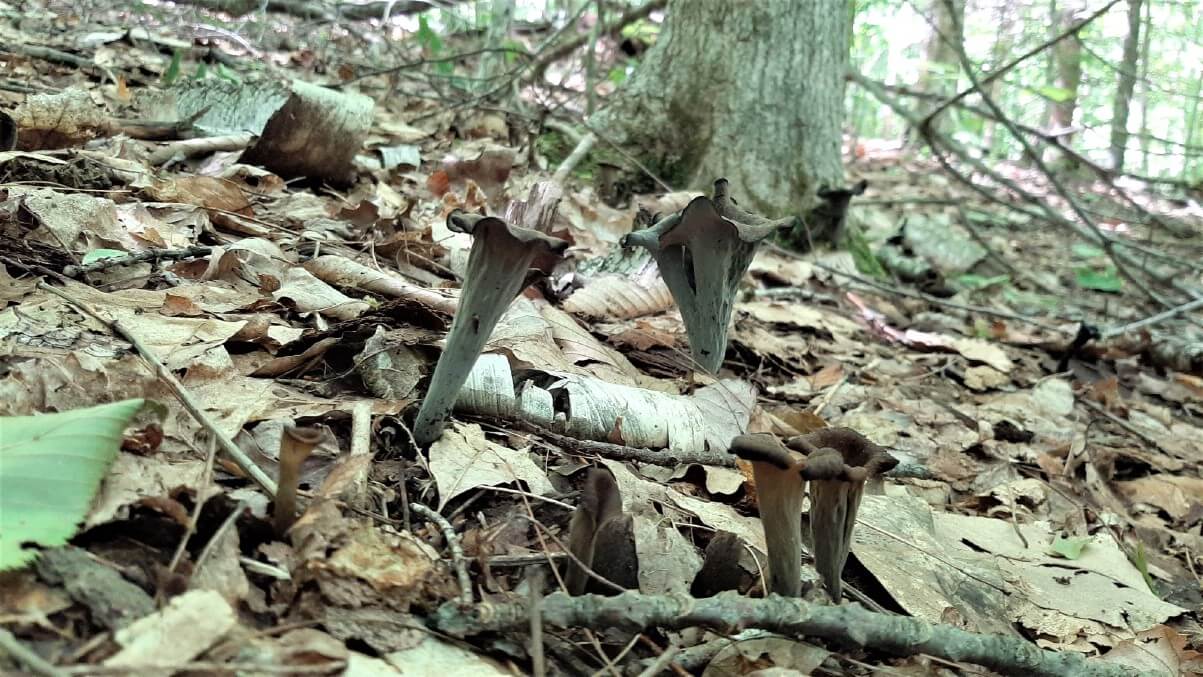 A scattering of black trumpet mushrooms in the forest.
