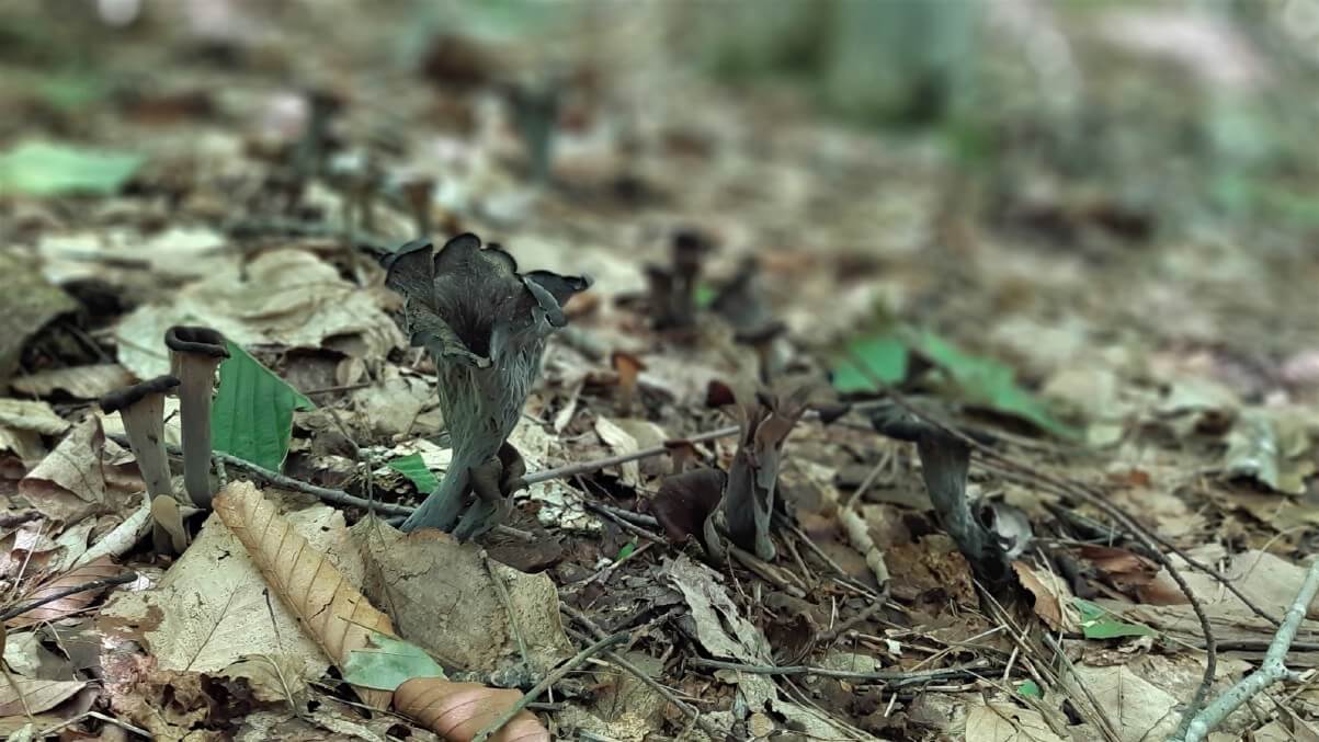 Three black trumpet mushrooms on the forest floor.