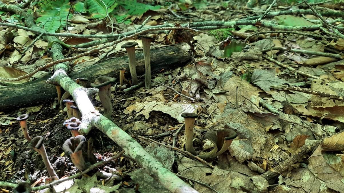 a grouping of black trumpets growing in the woods