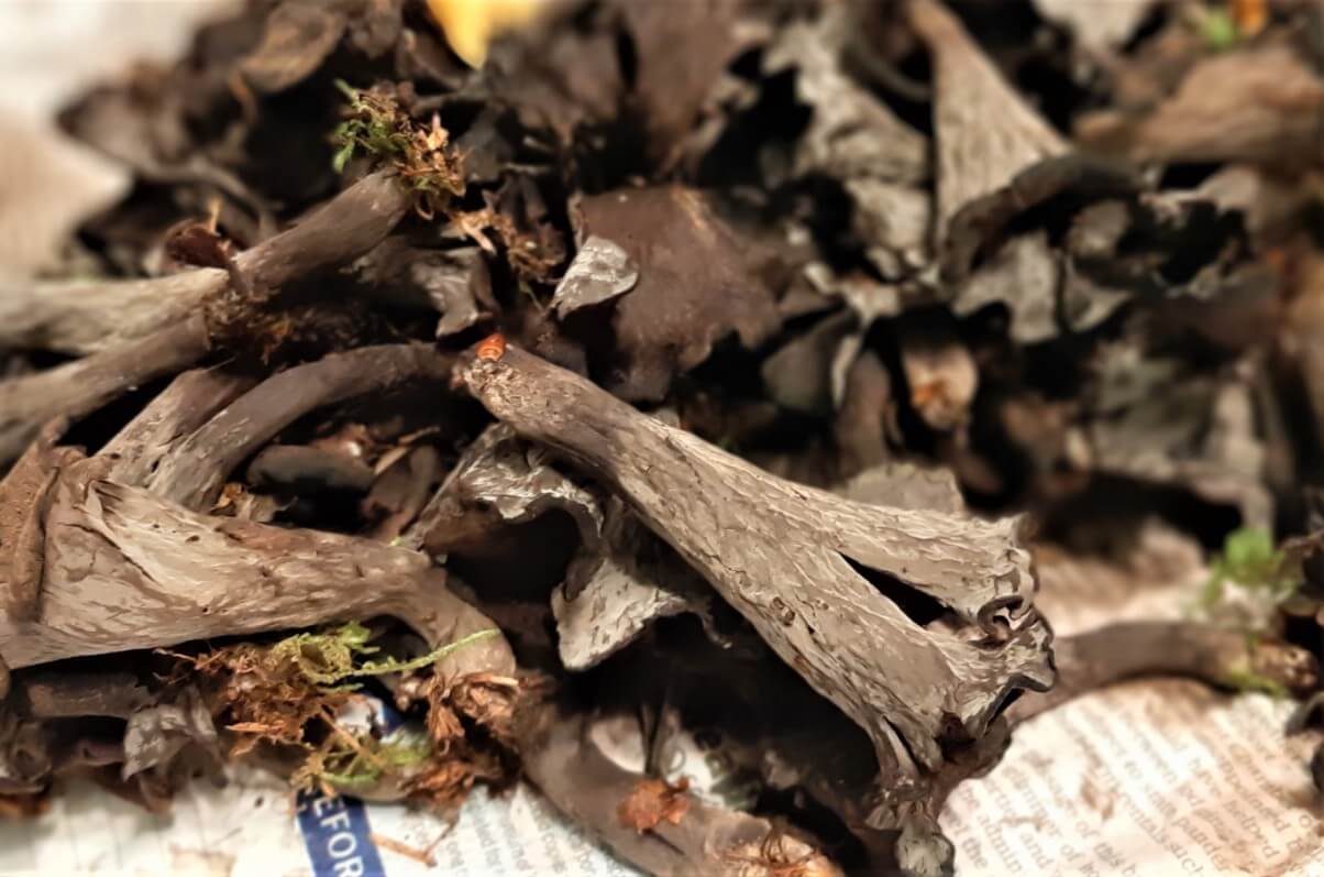 A pile of black trumpets mushrooms on a kitchen counter.