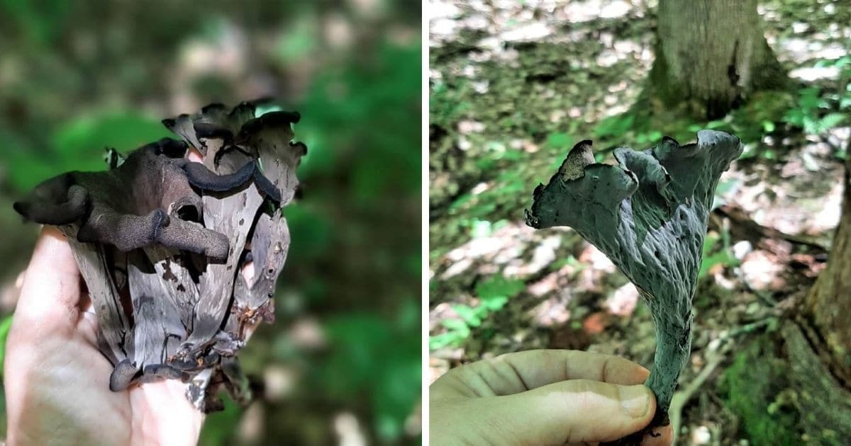 White hand holding a black trumpet mushroom, two side by side pictures