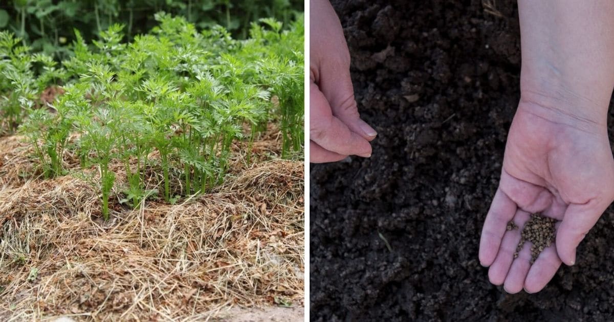 Planting carrot