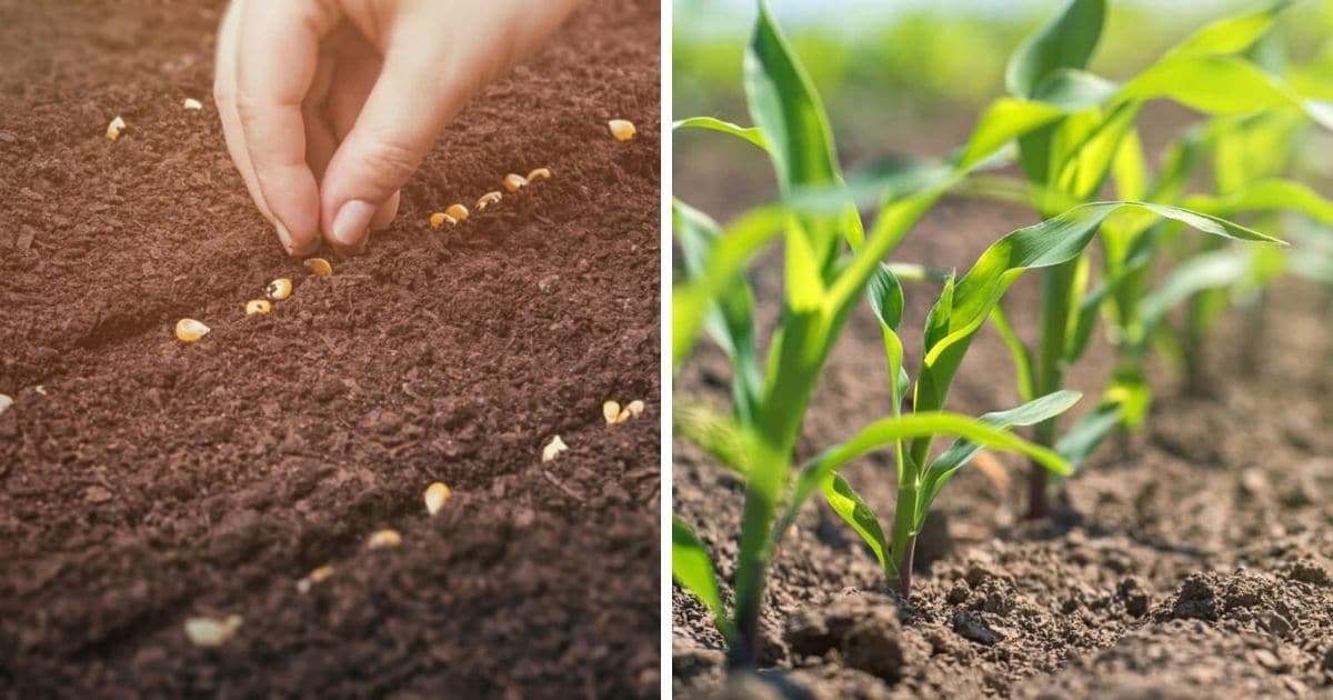 Planting corn