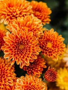 bright orange chrysanthemums