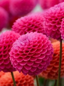round multi-petaled dahlia flower