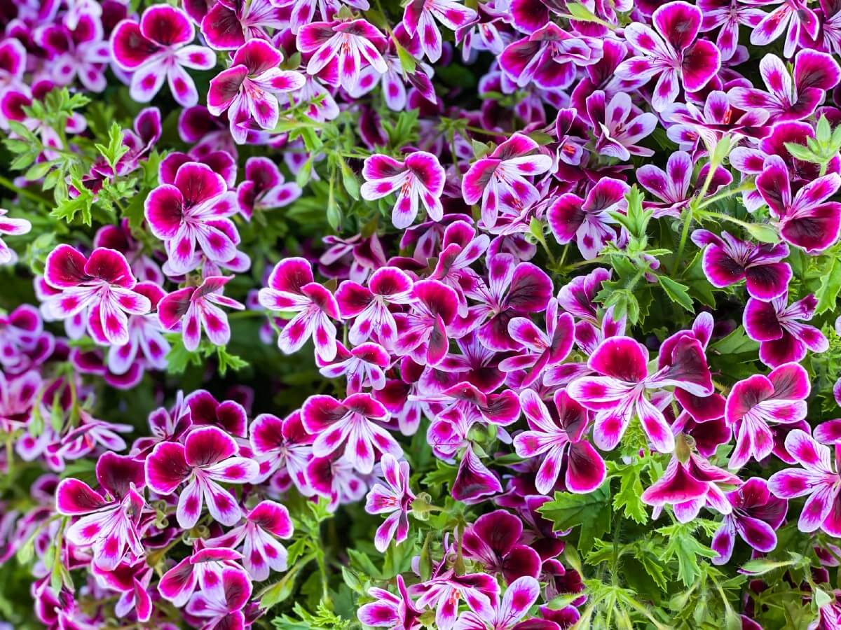 purple white geraniums dahlia companion plant