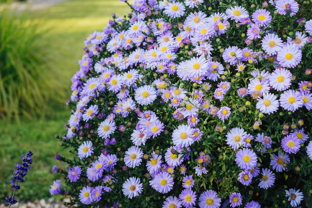 mound of purple Italian asters