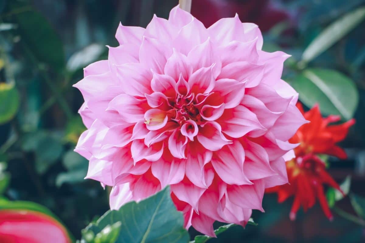 giant dahlia pink color