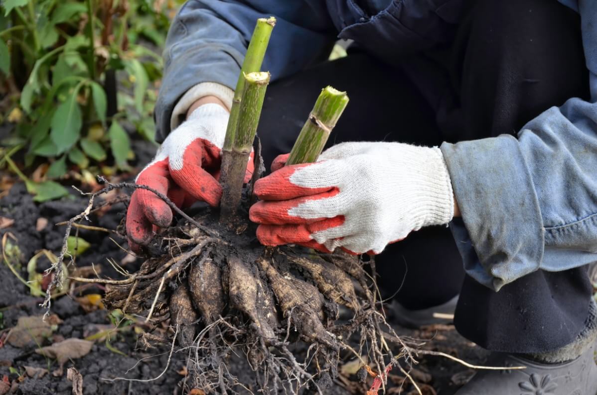 dividing dahlia tubers