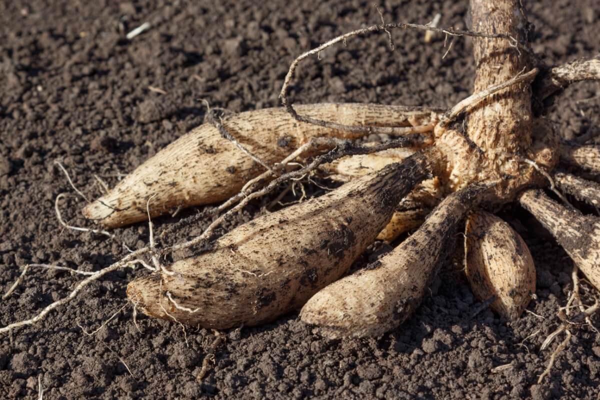 dahlia tubers