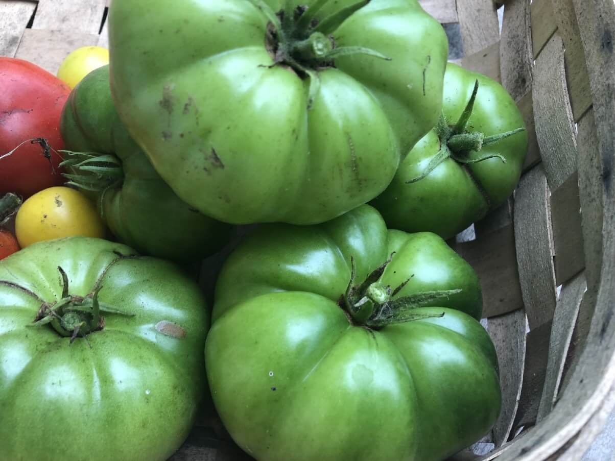 harvested green tomatoes