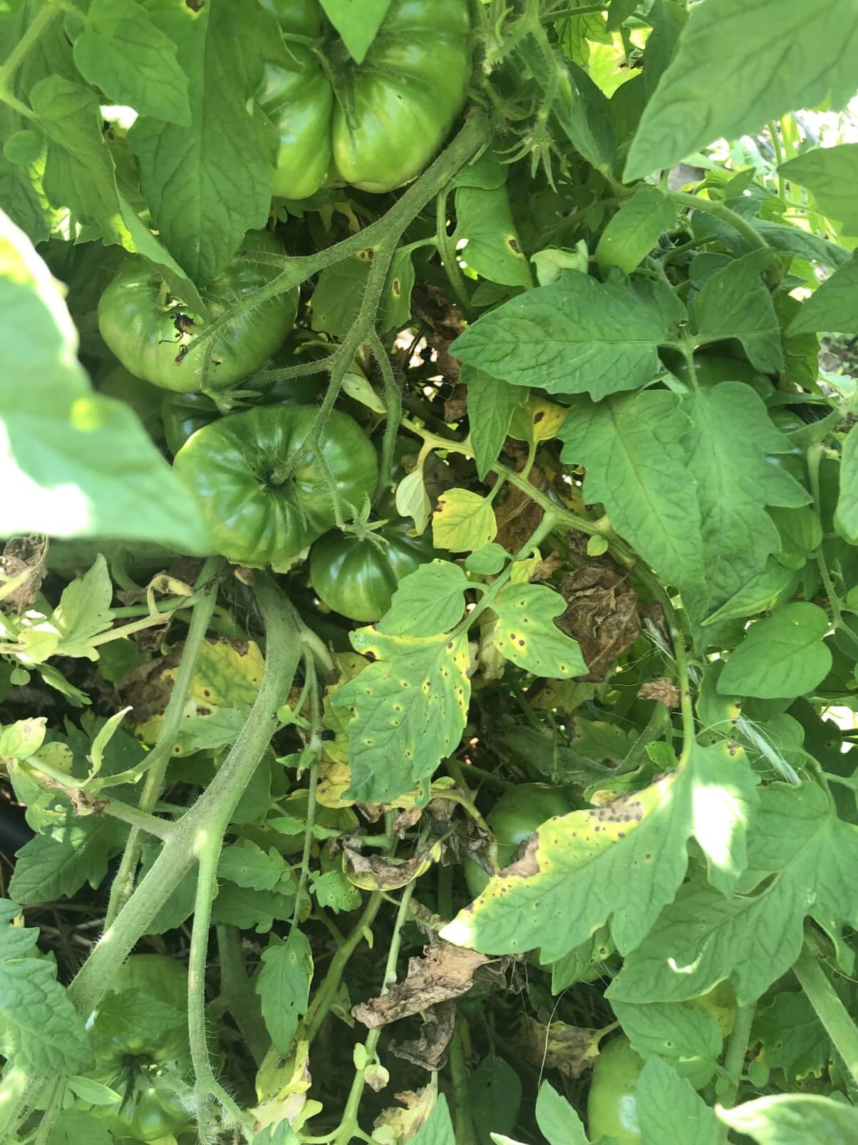 start of blight on tomato plant
