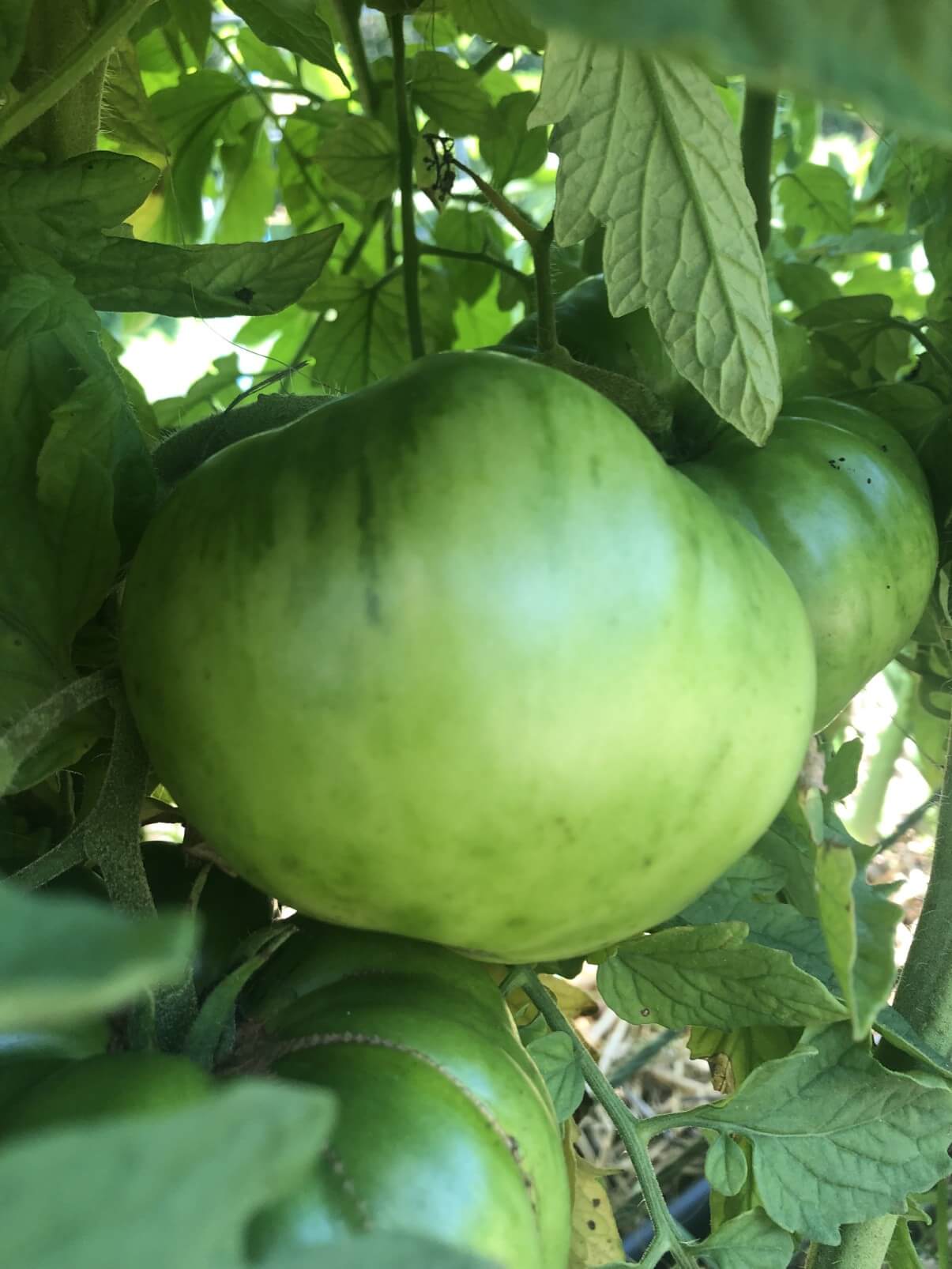 green tomato on the vine ready for picking