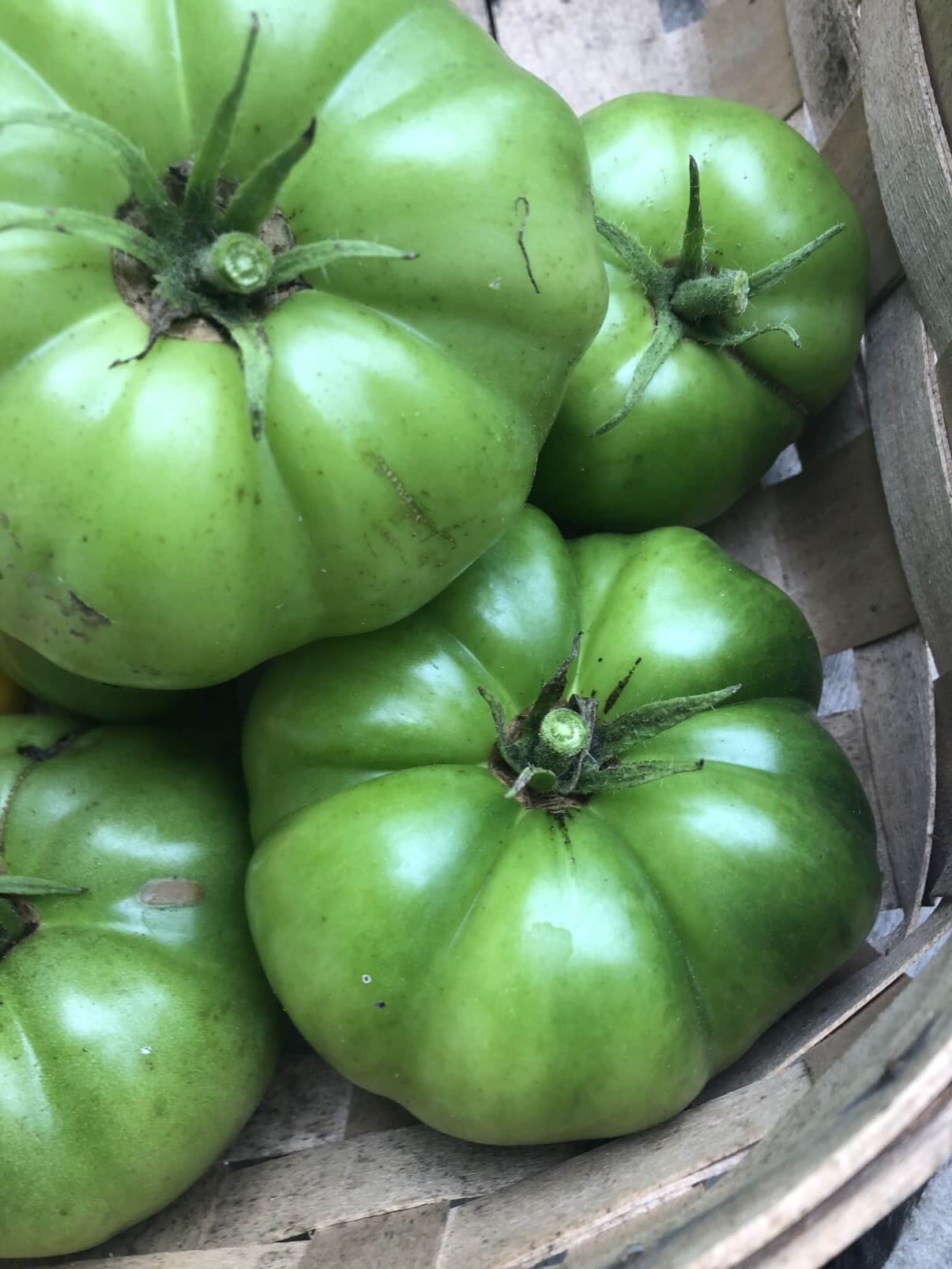 basket of green tomatoes