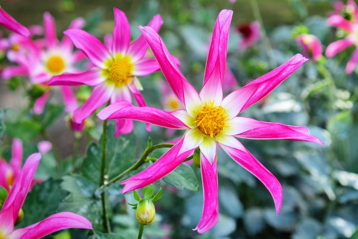 rose orchid pink with white center eight petals