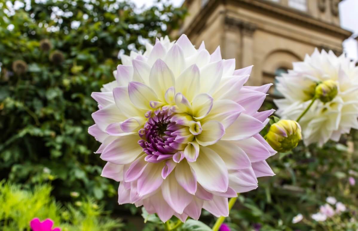 lilac dahlia white dinnerplate dahlia purple center