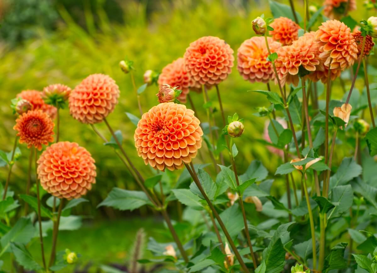 orange pom dahlia flowers