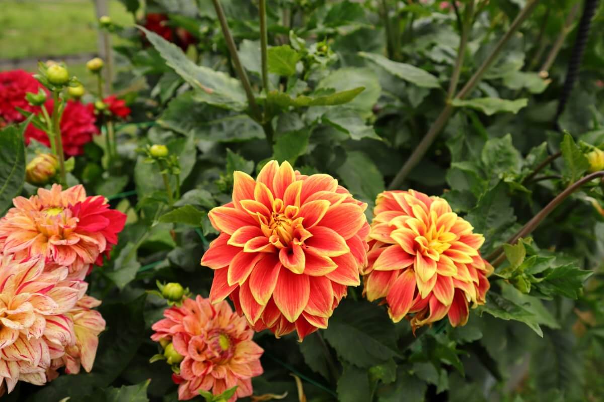 orange dahlia variety