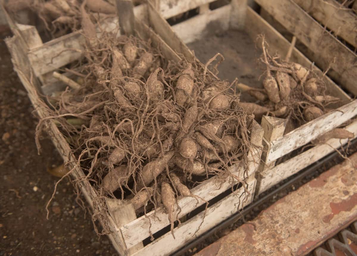 dormant dahlia tubers in crate