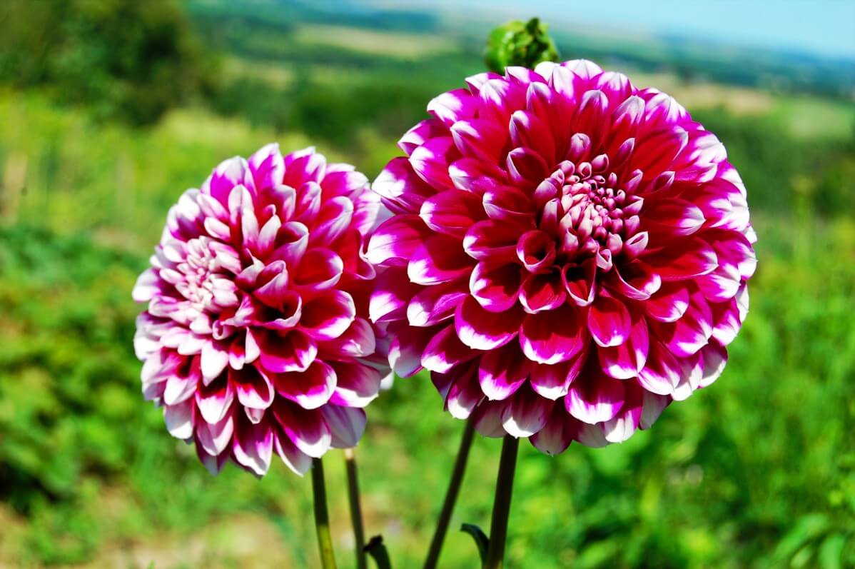 white tipped dark pink dahlia flowers