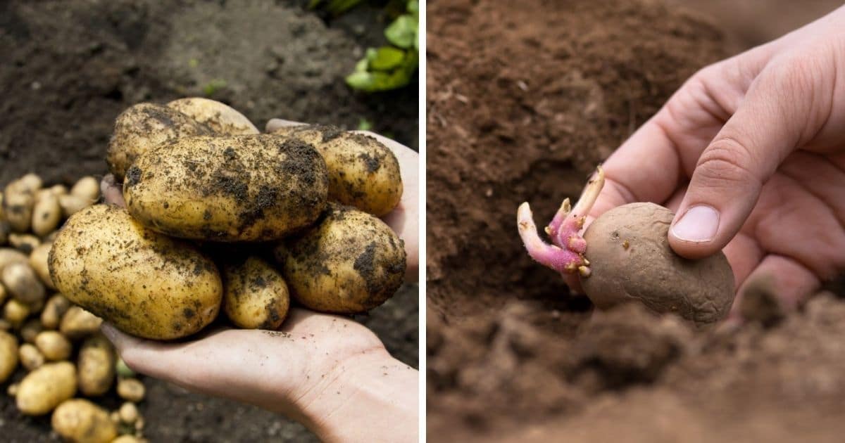 Planting potatoes