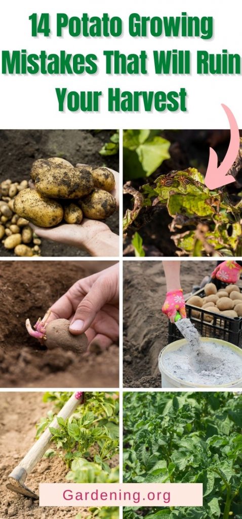 Potato growth