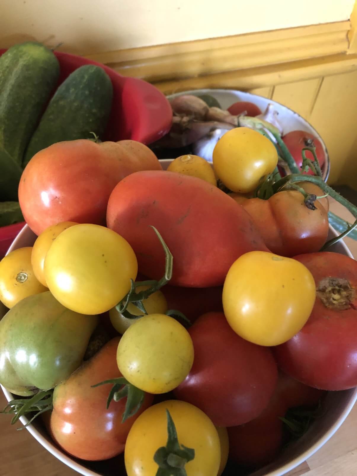 harvested garden produce