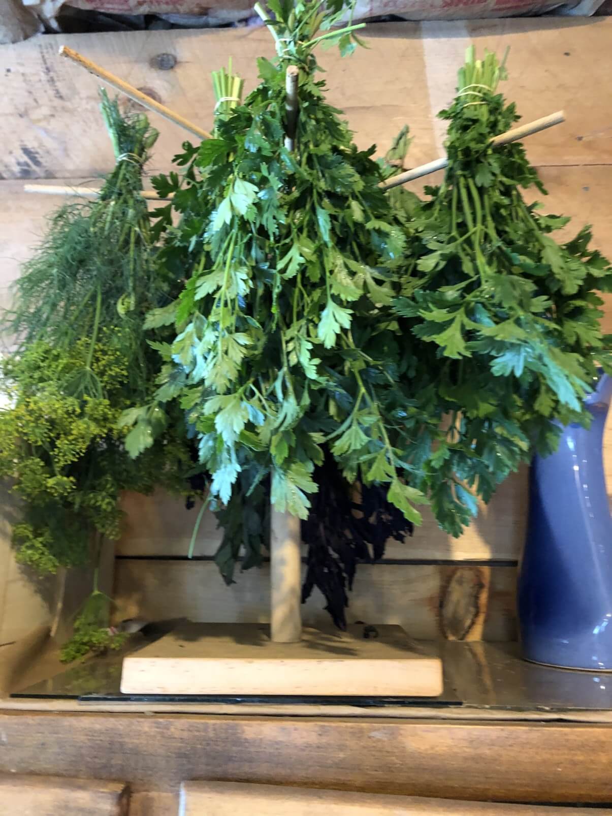 fresh herbs bundled and drying on pasta rack