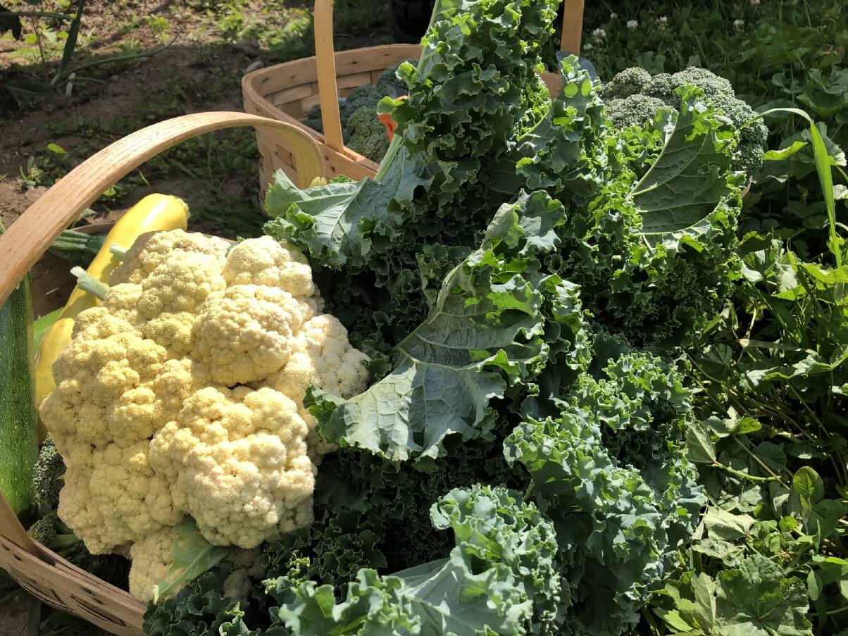 cauliflower and kale in harvest basket