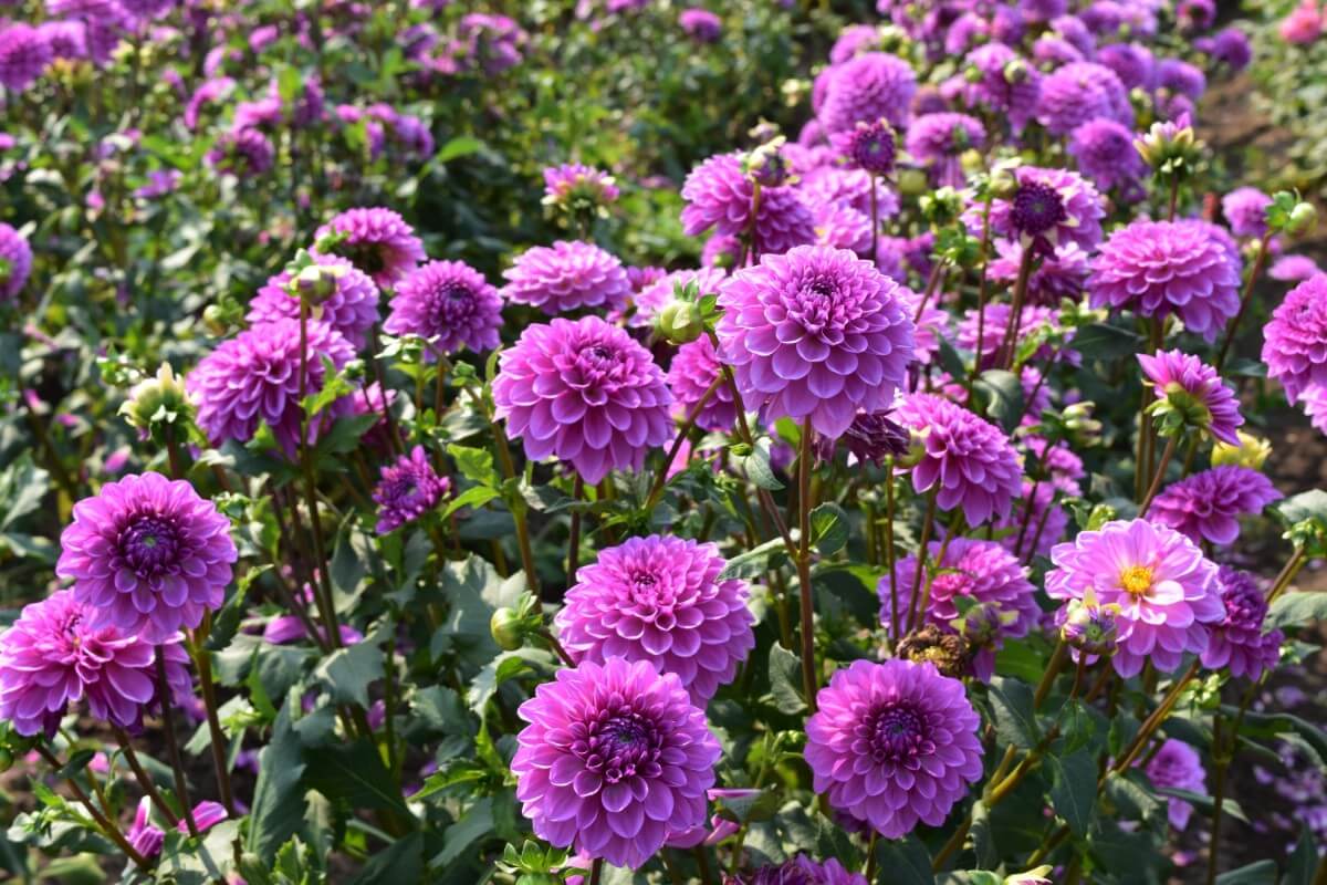 purple dahlias