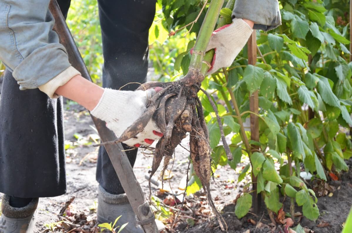 digging and trimming dahlia tubers