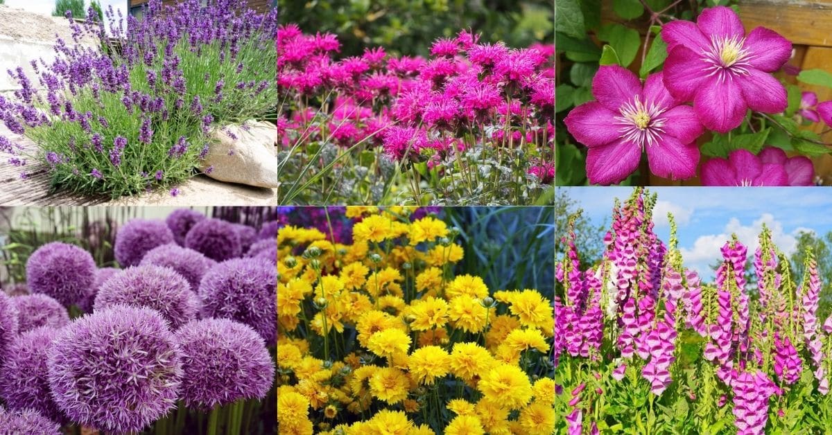 Collage of blooming summer perennials.
