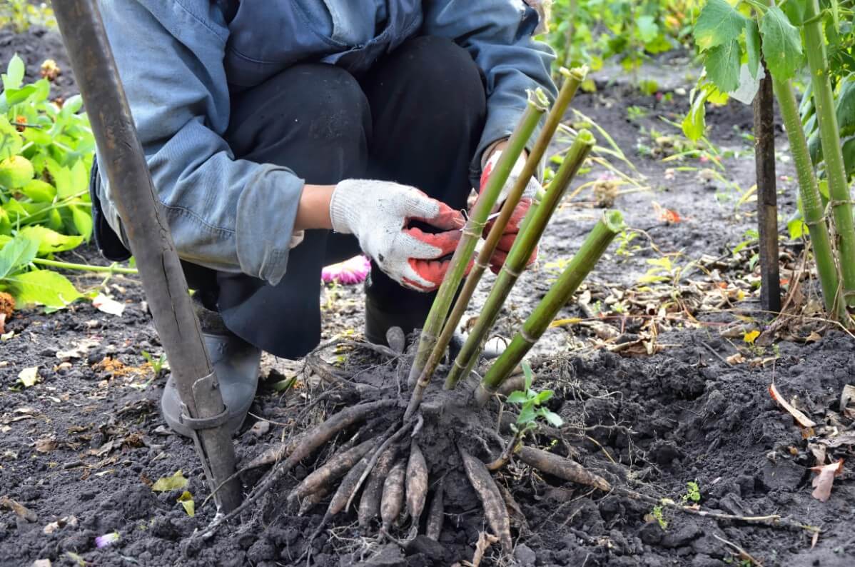 clump of dahlia tubers dug for winter storing