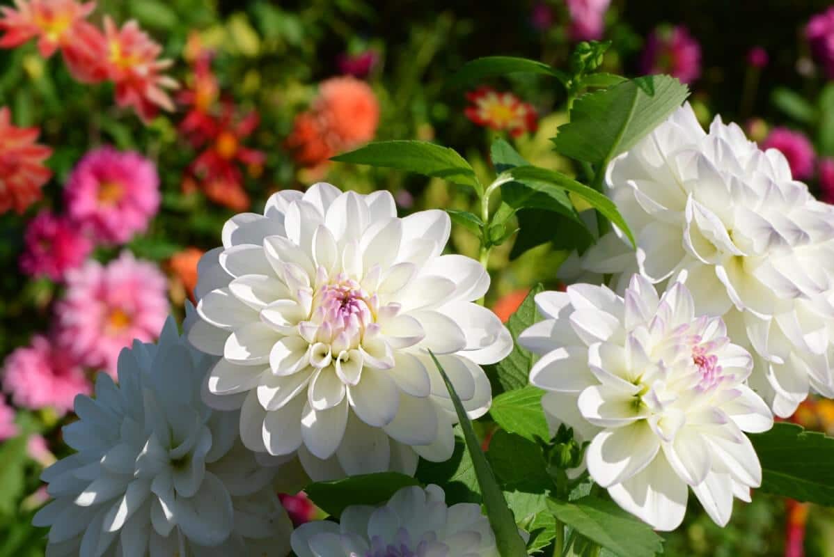 white dahlias in foreground 