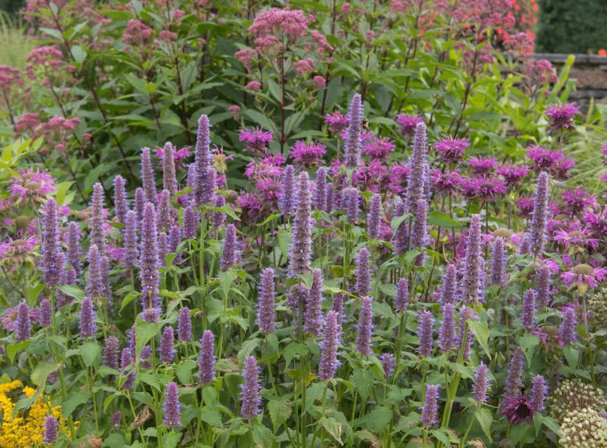 spikes of large purple giant hyssop
