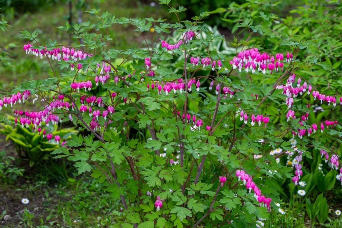 large bleeding heart bush in flower