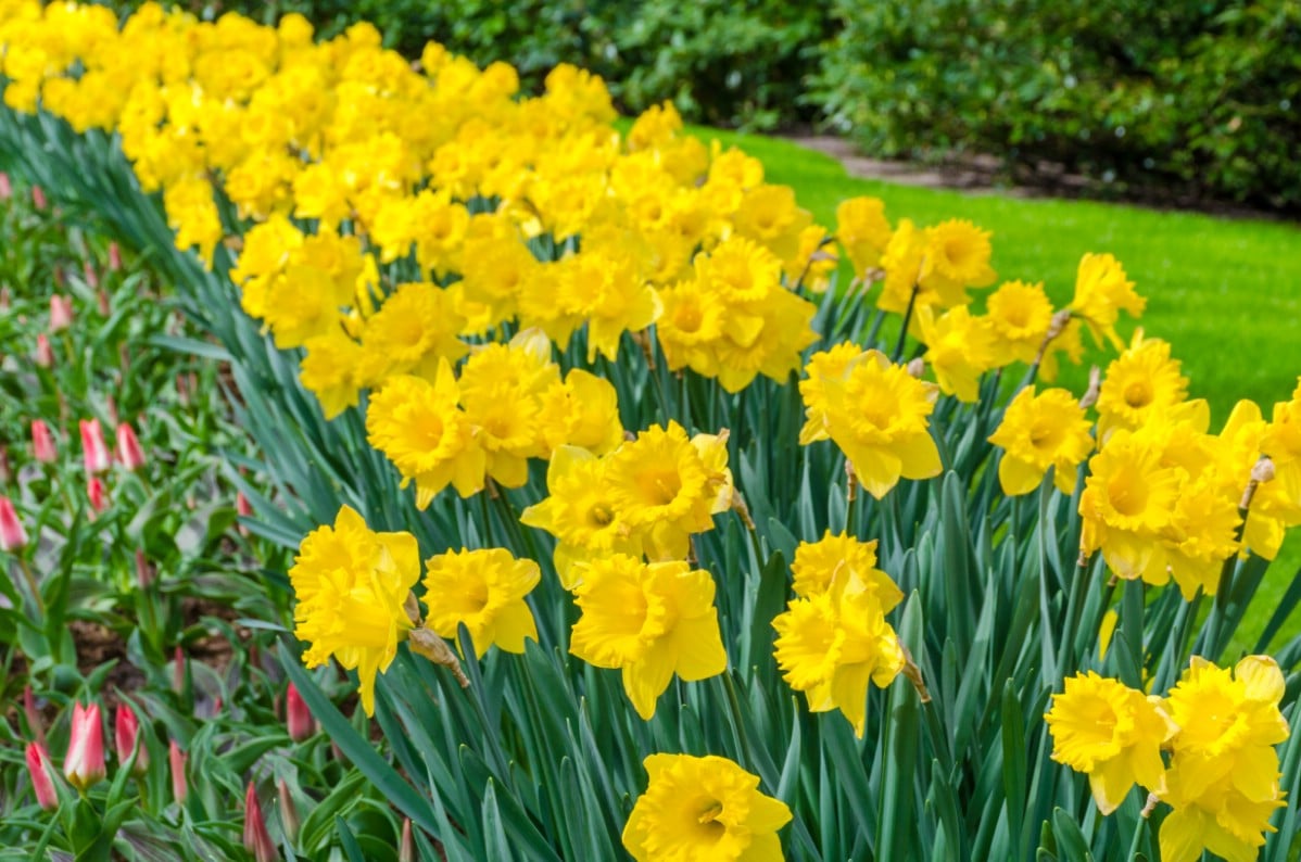 thickly planted row of yellow daffodils in bloom