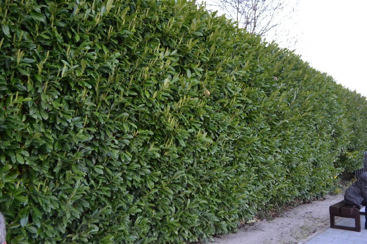 large long hedge of skip laurel shrub