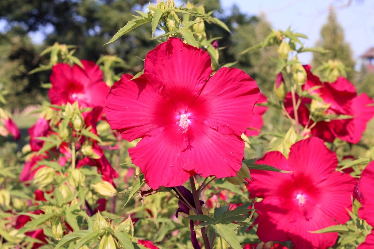 Summer Flowers That Bloom All Season Long - This Old House