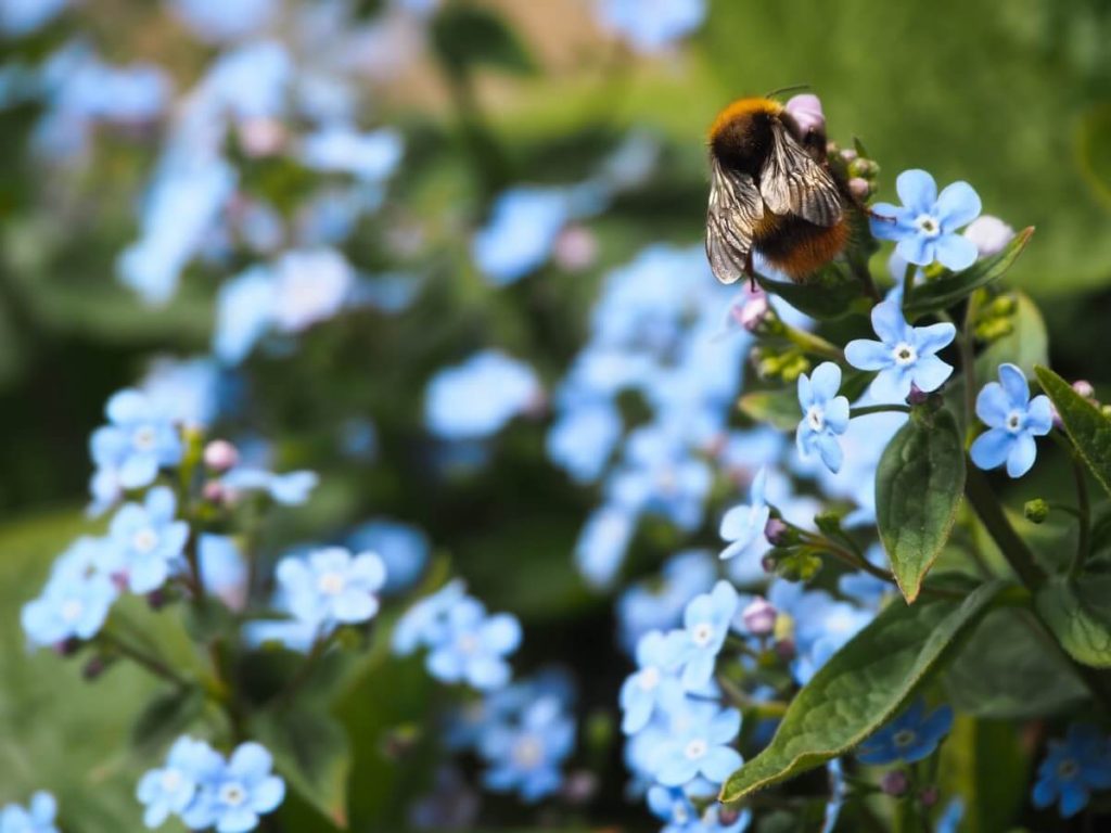 bumble bee on forget me not flowers