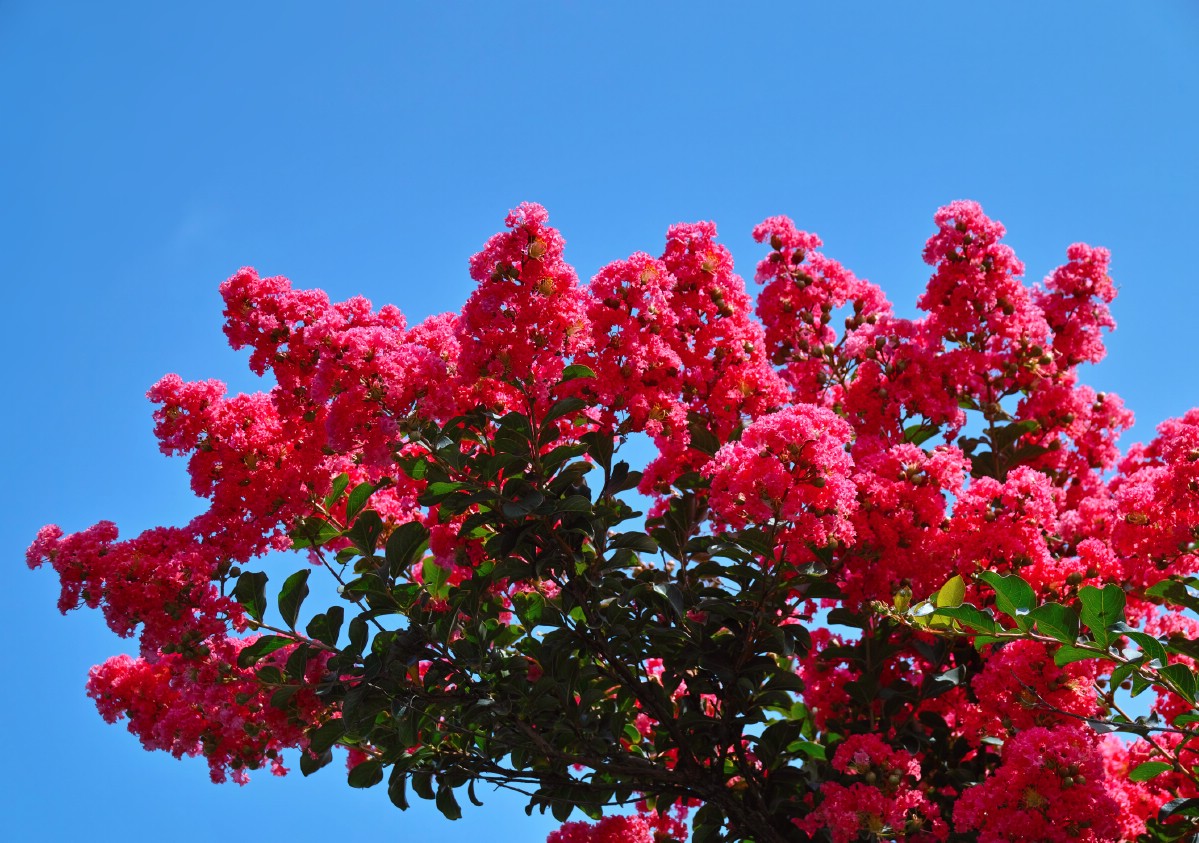 Red Perennials For Sun