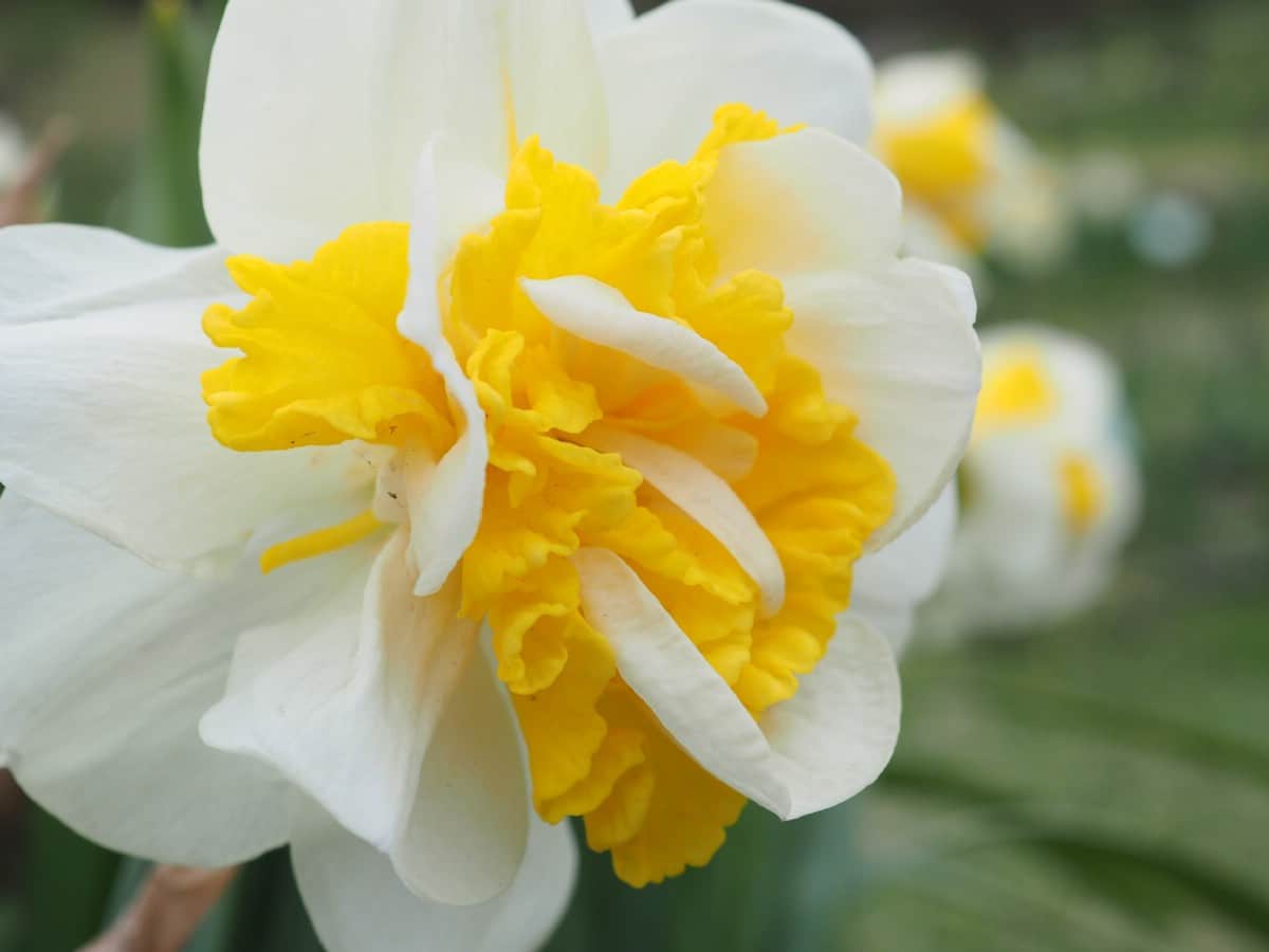 double star variety of daffodil