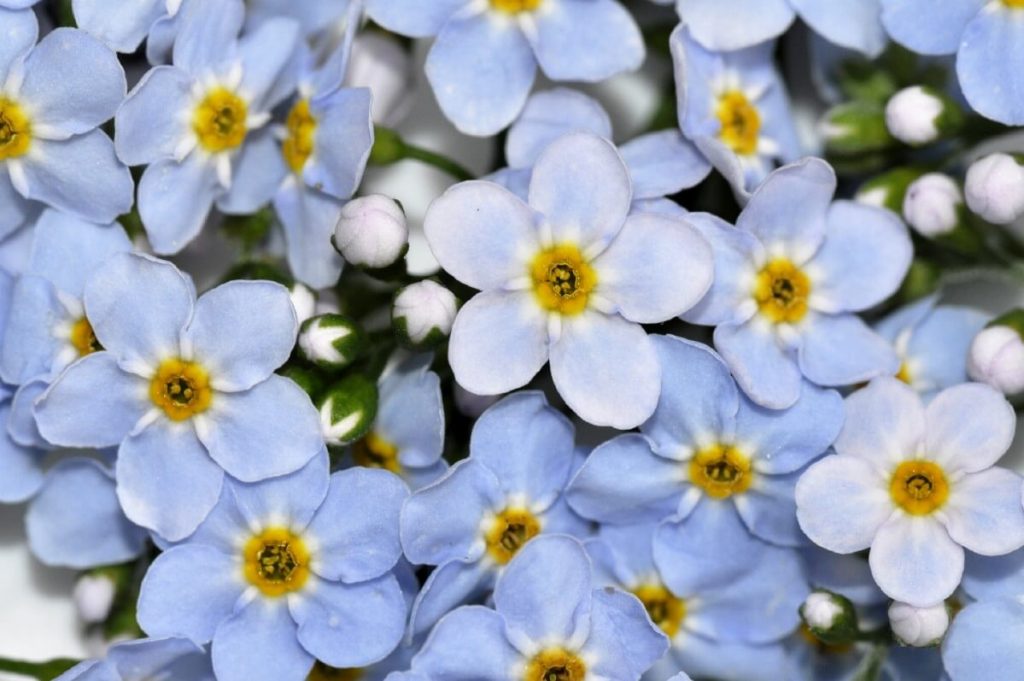 laxa or tufted variety of forget me nots