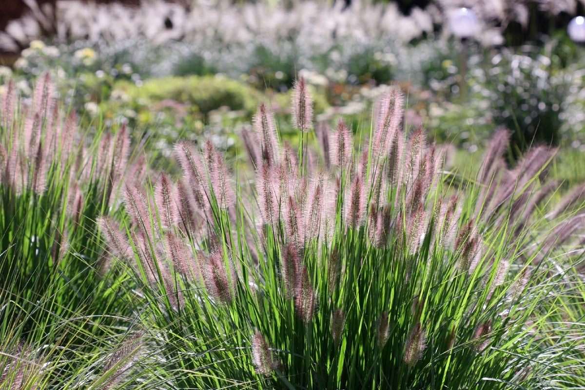 feathery brush-like heads on purple millet grass