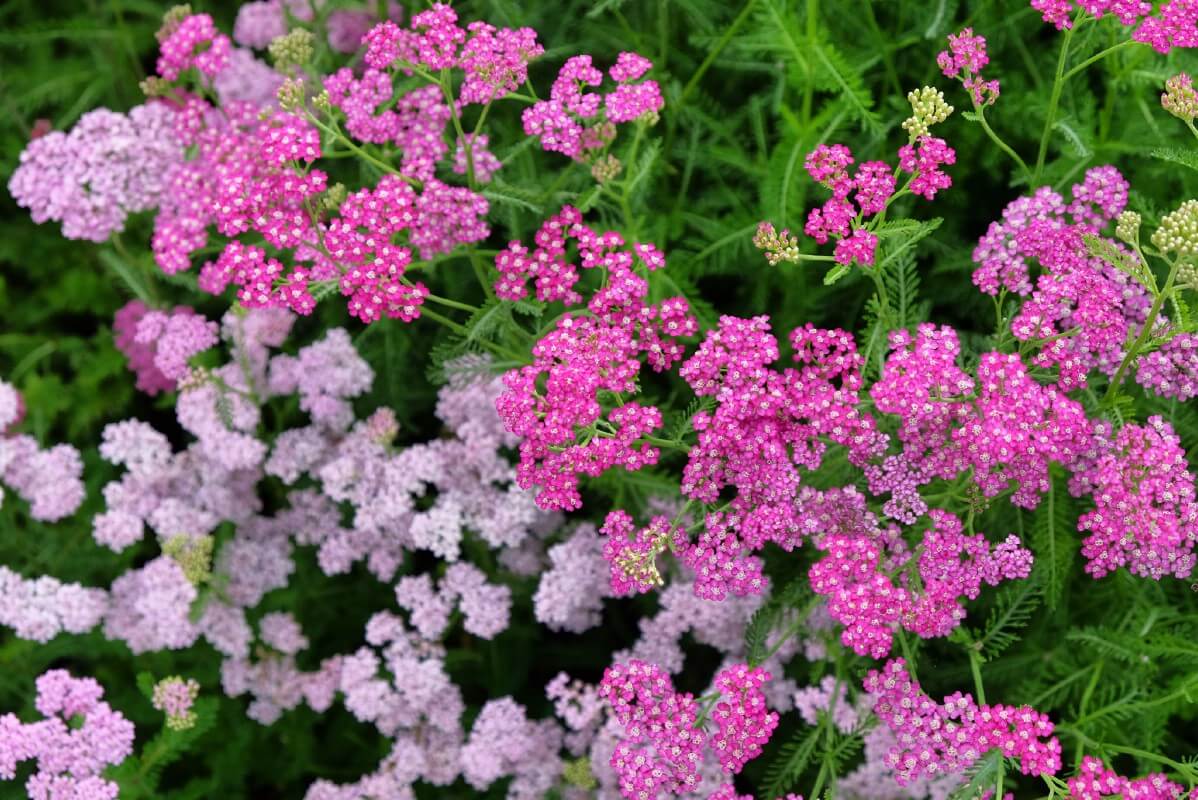 light pink and darker pink yarrow flowers