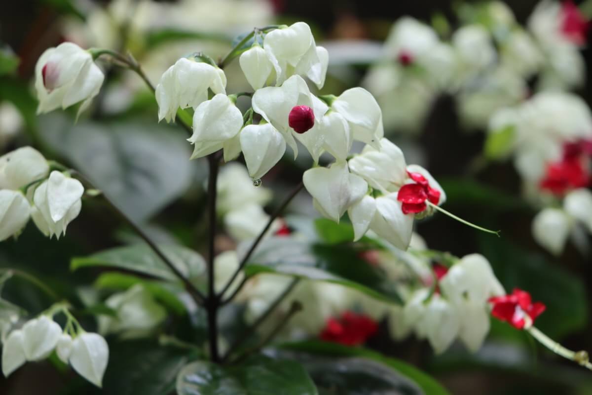white bleeding heart with red accent